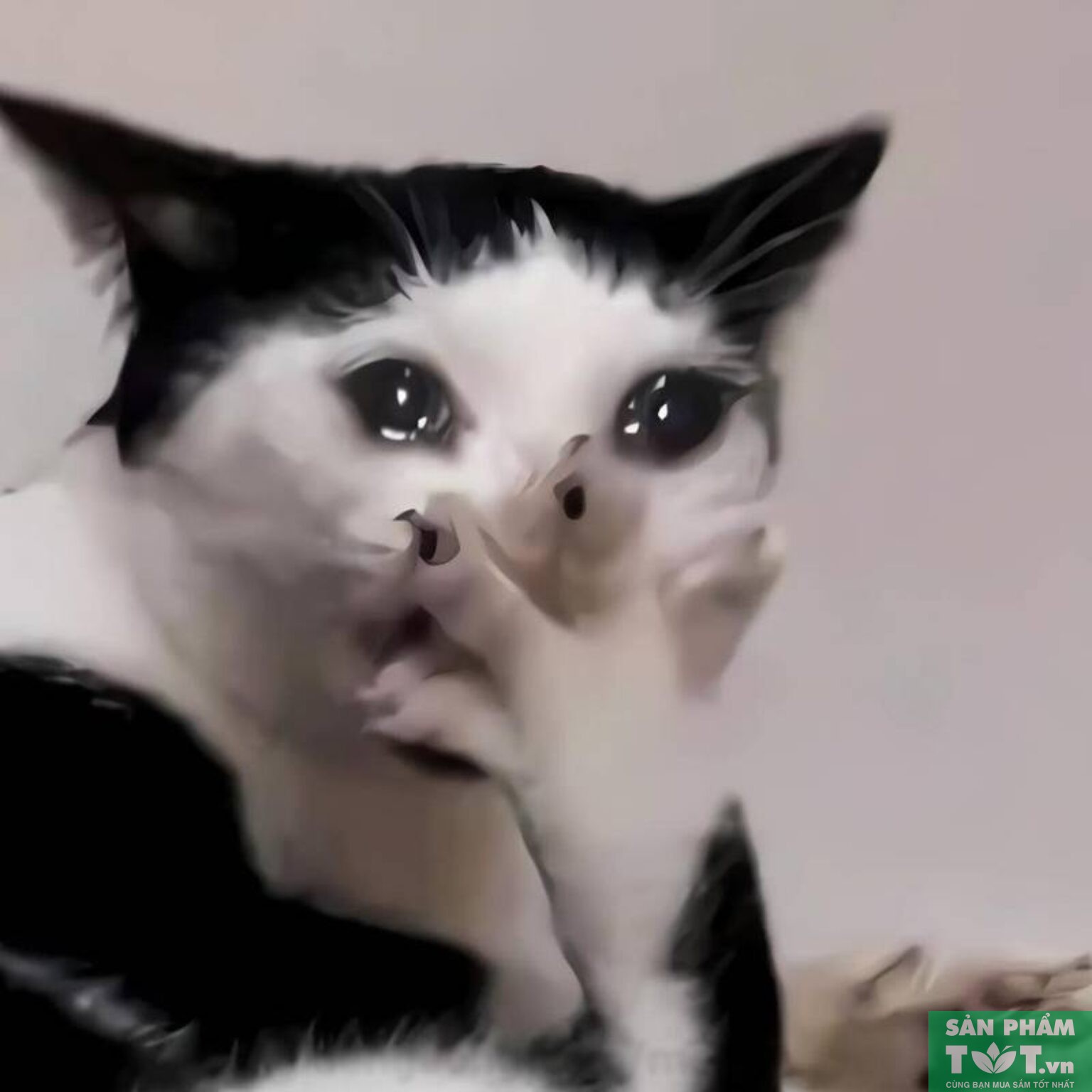 50+ Ảnh meme mèo khóc thét, đáng yêu xỉu [ Cập nhật 2024 ]